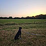 Taïga a rejoint le concours — aidez-le/la à gagner de superbes lots ! animal, black_dog, calm, collar, dog, evening, field, grass, landscape, leash, nature, outdoors, pet, quiet, rural, scenery, sitting, sky, sunset, trees