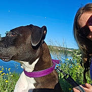 Taïga participe au concours pour gagner de l'argent avec cette photo : blue_sky, casual, dog, grass, greenery, human, lake, leash, nature, outdoor, peaceful, portrait, purple_collar, side_profile, summer, sunglasses, sunlight, water, wildflowers, woman
