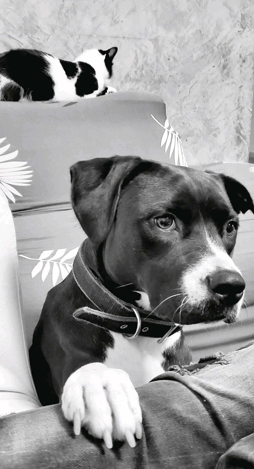 Taïga