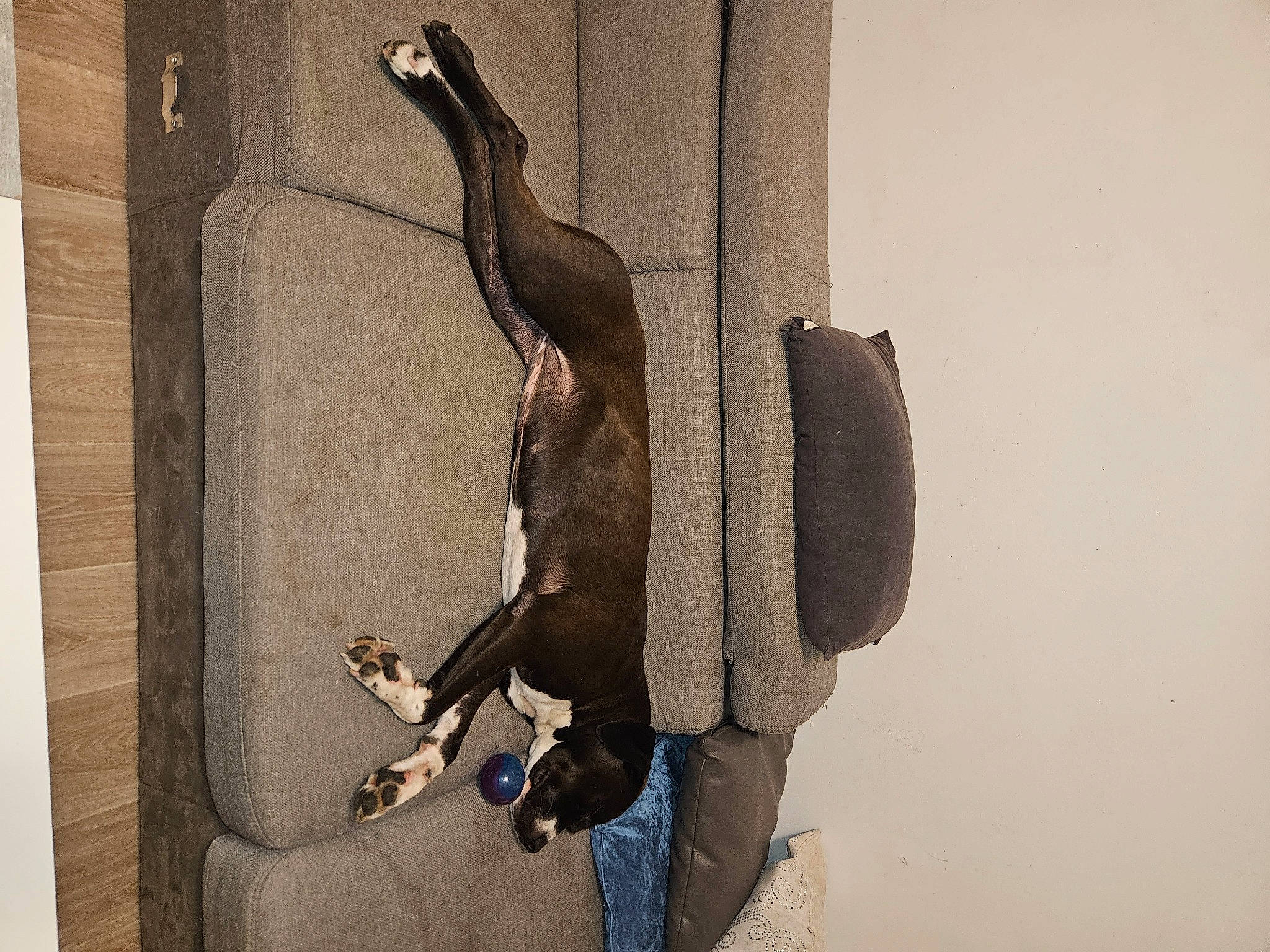 Taïga a rejoint le concours — aidez-le/la à gagner de superbes lots ! art, door, elbow, flooring, hardwood, metal, musical_instrument, room, sculpture, shadow, still_life_photography, tail, tints_and_shades, tree, visual_arts, wood