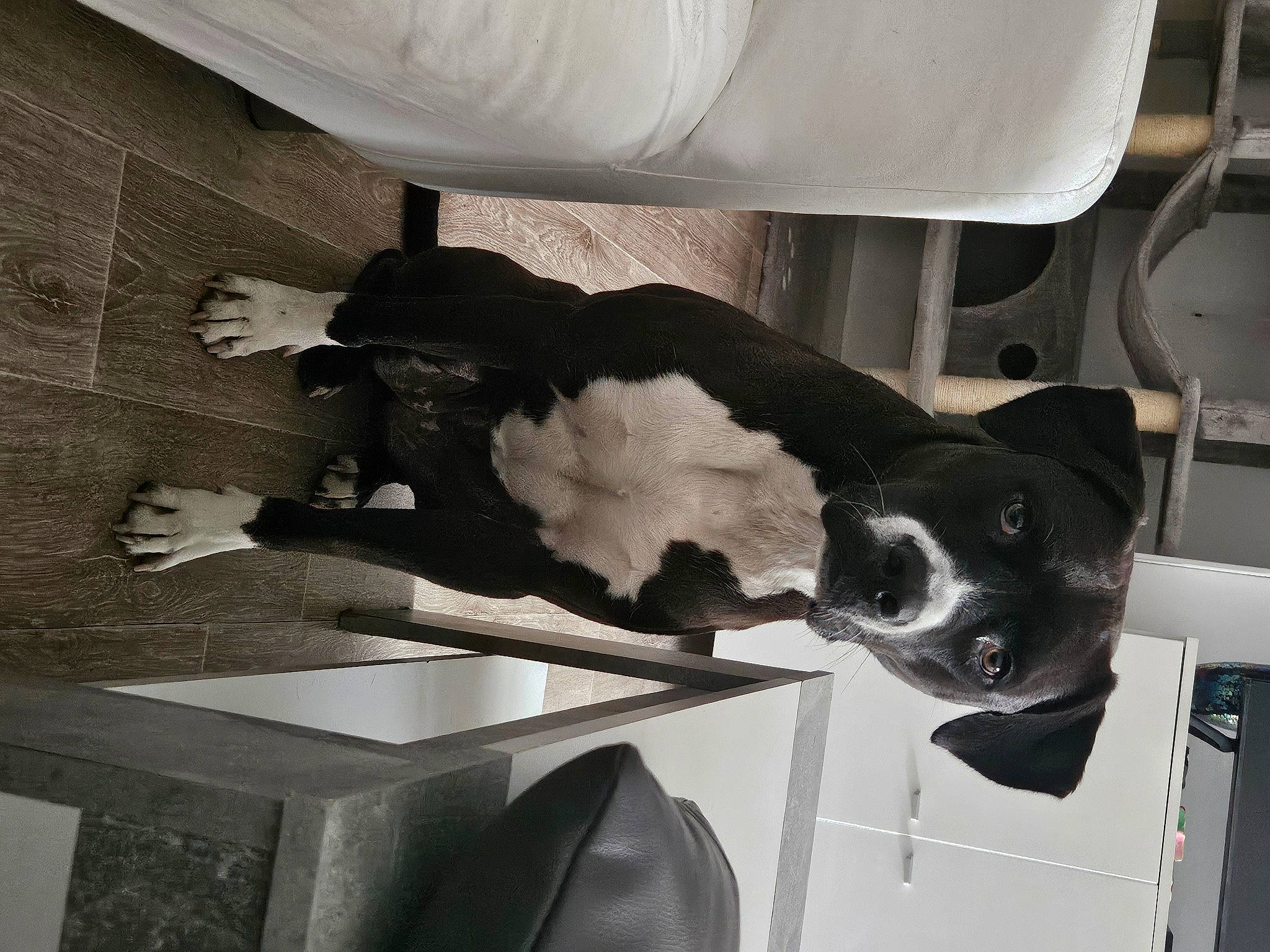 Taïga a rejoint le concours — aidez-le/la à gagner de superbes lots ! art, black, chair, dog, dog_breed, eyewear, flooring, fur, human_leg, machine, monochrome, monochrome_photography, room, sculpture, sporting_group, suit, table, tail, vehicle_door, white