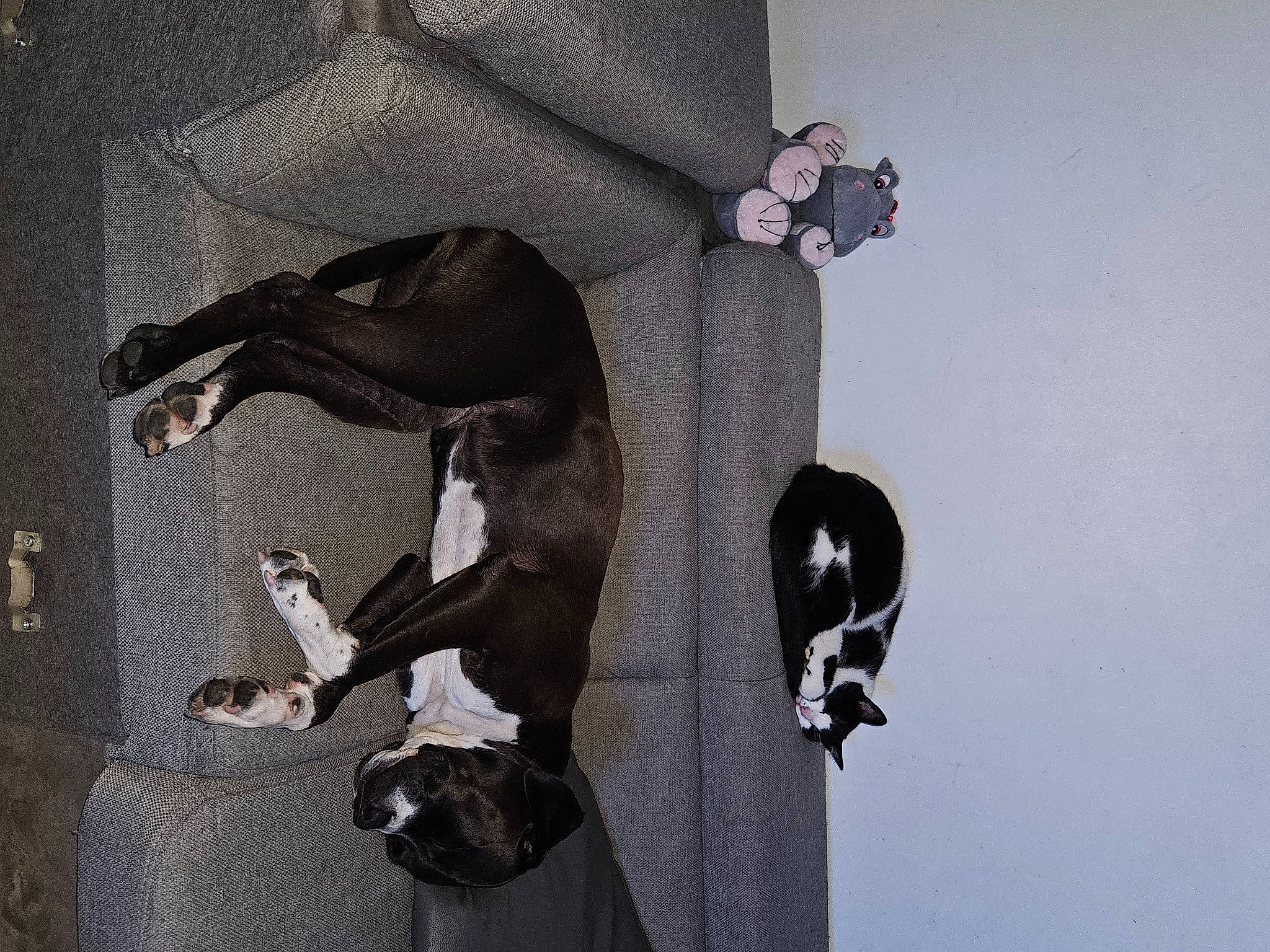 Taïga participe au concours pour gagner de l'argent avec cette photo : art, carnivore, comfort, grey, mammal, pet_supply, sculpture, shadow, street_light, tail, vertebrate, visual_arts