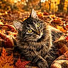 cat, tabby_cat, animal, pet, autumn, fall_leaves, orange_leaves, yellow_leaves, blanket, plaid, outdoor, nature, forest, sunlight, fur, whiskers, closeup, relaxing, cozy, warm_colors