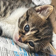 Sanah a rejoint le concours — aidez-le/la à gagner de superbes lots ! kitten, cat, tabby, close_up, blue_eyes, fur, whiskers, newspaper, resting, cute, pet, animal, indoor, soft_light, portrait, young, feline, face, mammal, domestic_cat