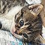kitten, cat, tabby, close_up, blue_eyes, fur, whiskers, newspaper, resting, cute, pet, animal, indoor, soft_light, portrait, young, feline, face, mammal, domestic_cat