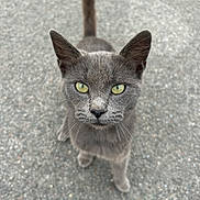 Grygry participe au concours pour gagner de l'argent avec cette photo : cat, gray_cat, animal, pet, outdoor, feline, curious, yellow_eyes, whiskers, tail, close_up, looking_up, ground, street, mammal, walking, alert, young_cat, domestic_cat, fur