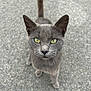 cat, gray_cat, animal, pet, outdoor, feline, curious, yellow_eyes, whiskers, tail, close_up, looking_up, ground, street, mammal, walking, alert, young_cat, domestic_cat, fur