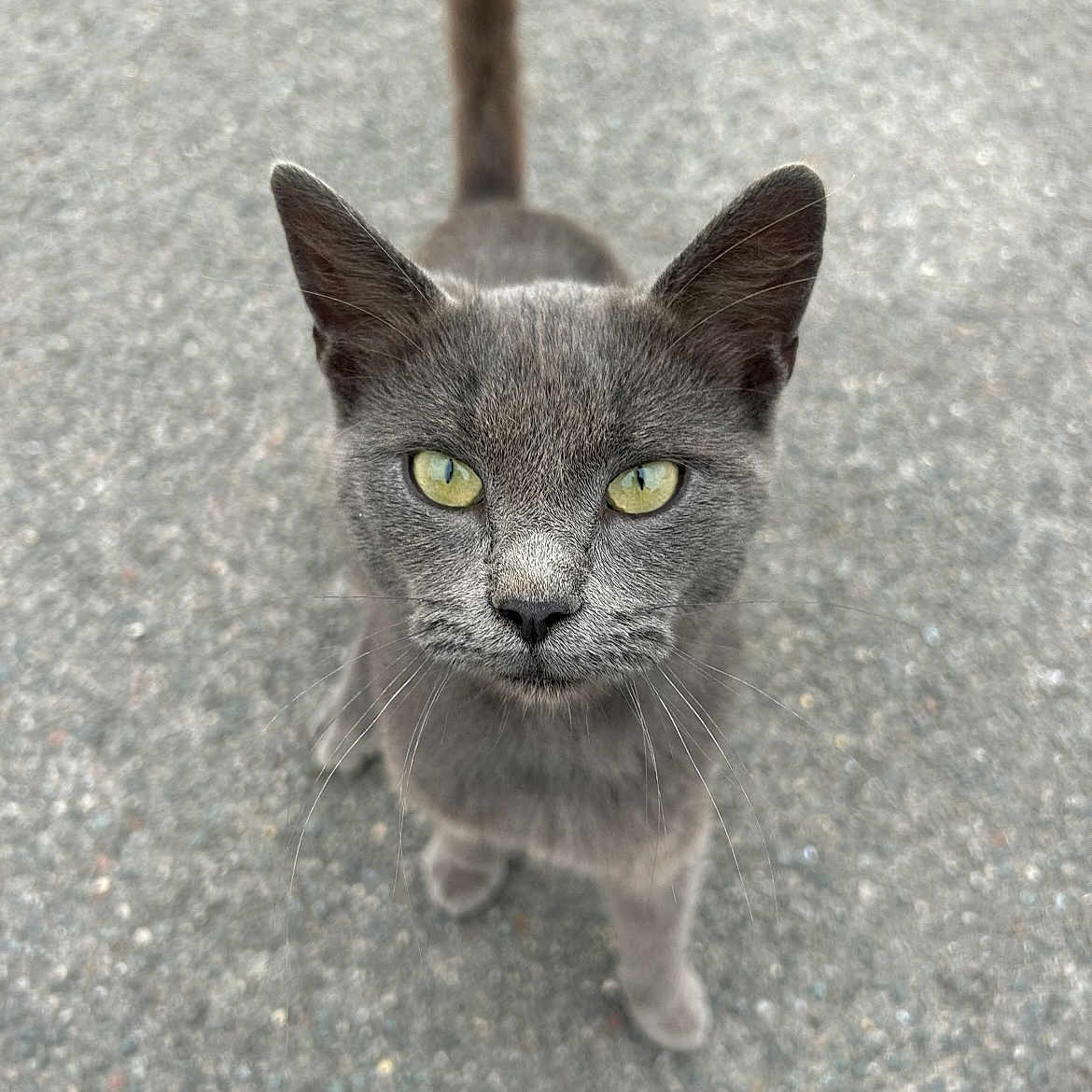 Grygry participe au concours pour gagner de l'argent avec cette photo : alert, animal, cat, close_up, curious, domestic_cat, feline, fur, gray_cat, ground, looking_up, mammal, outdoor, pet, street, tail, walking, whiskers, yellow_eyes, young_cat