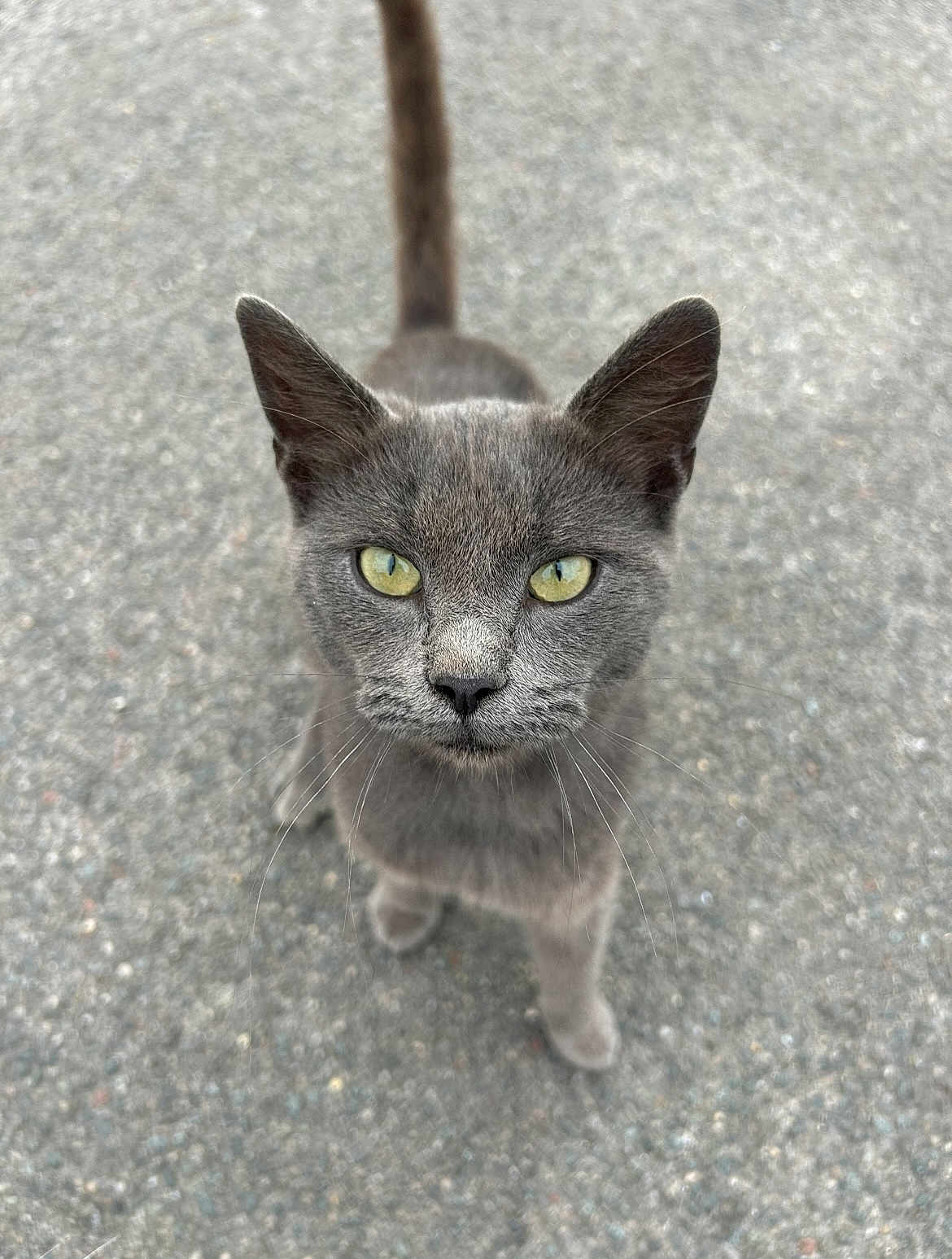 Grygry participe au concours pour gagner de l'argent avec cette photo : cat, gray_cat, animal, pet, outdoor, feline, curious, yellow_eyes, whiskers, tail, close_up, looking_up, ground, street, mammal, walking, alert, young_cat, domestic_cat, fur