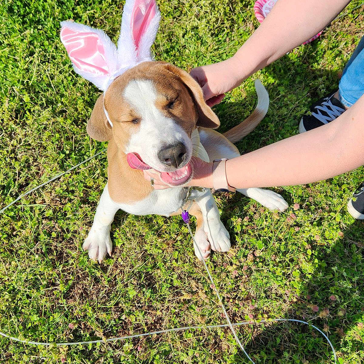 Lucy is registered to the contest to win money with this photo: accessories, animal, canine, clothing, dog, face, footwear, grass, head, hound, nature, outdoors, park, person, pet, photography, plant, puppy, shoe, strap