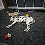 Polo is registered to the contest to win money with this photo: animal, black_and_white, cabinet, carpet, dalmatian, dog, door, floor, home, indoor, peaceful, pet, plush_toy, quiet, relaxation, resting, sleeping, spotted, stuffed_animal, toy