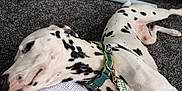 Polo is registered to the contest to win money with this photo: animal, black_spots, blanket, carpet, closeup, collar, dalmatian, dog, domestic, floor, fur, gray, indoor, knitted, lying_down, pet, relaxed, resting, tag, white