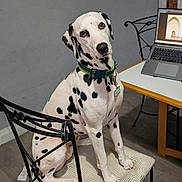 Polo is registered to the contest to win money with this photo: black_spots, chair, collar, curious, cushion, dalmatian, dog, domestic, floor, head_tilt, home, indoor, laptop, metal_chair, pet, seated, table, tag, technology, wooden_table