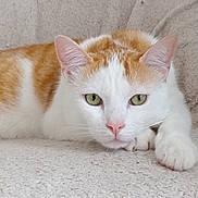 Carlito a rejoint le concours — aidez-le/la à gagner de superbes lots ! abyssinian, angora, animal, cat, hardwood, kitten, manx, pet, siamese, wood