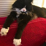 Moses is registered to the contest to win money with this photo: cat, black_and_white, fluffy, relaxed, paws, knitted_blanket, red, indoor, window_blinds, pet, sleepy, fur, whiskers, close_up, resting, domestic_animal, animal, cozy, soft_lighting, home