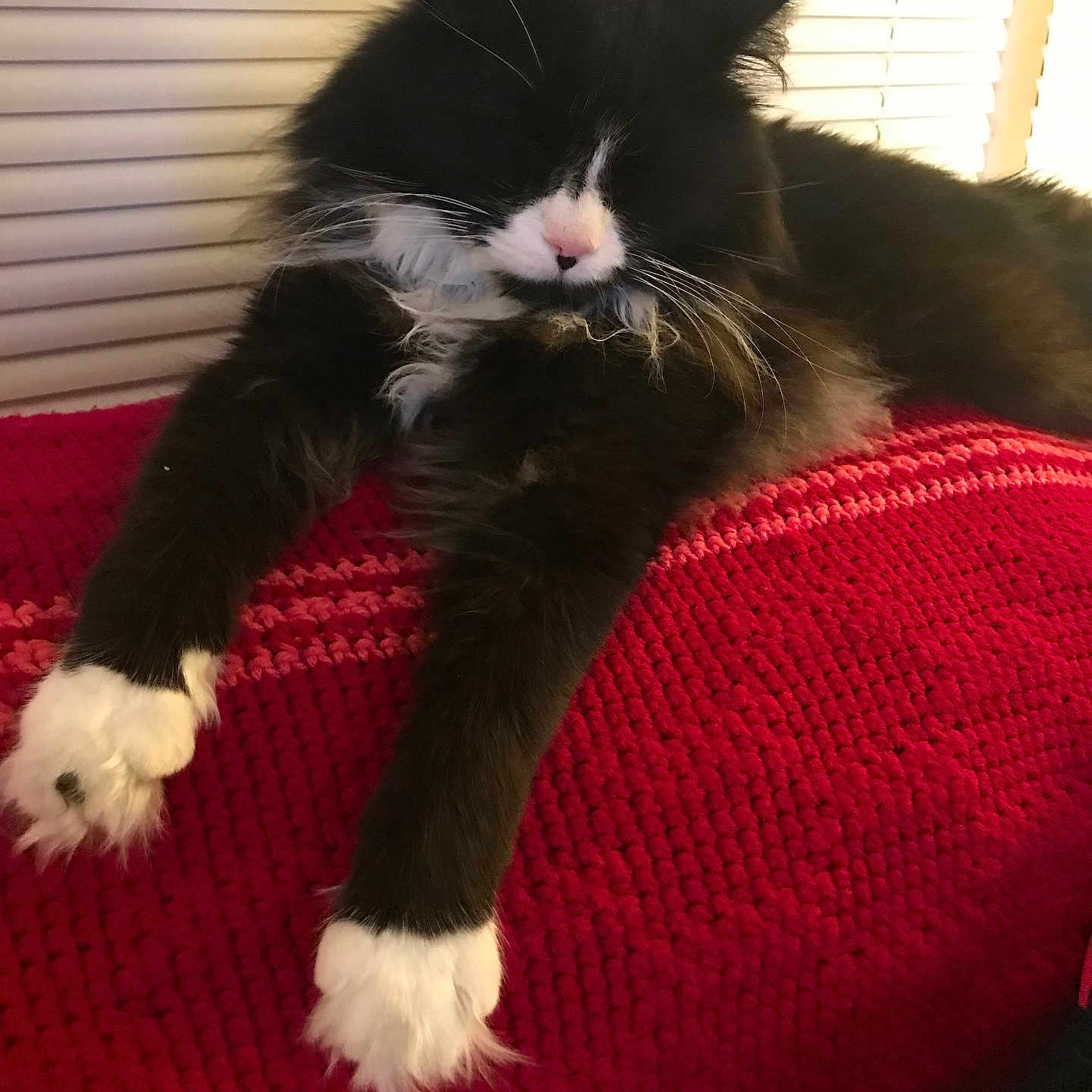 Moses is registered to the contest to win money with this photo: cat, black_and_white, fluffy, relaxed, paws, knitted_blanket, red, indoor, window_blinds, pet, sleepy, fur, whiskers, close_up, resting, domestic_animal, animal, cozy, soft_lighting, home