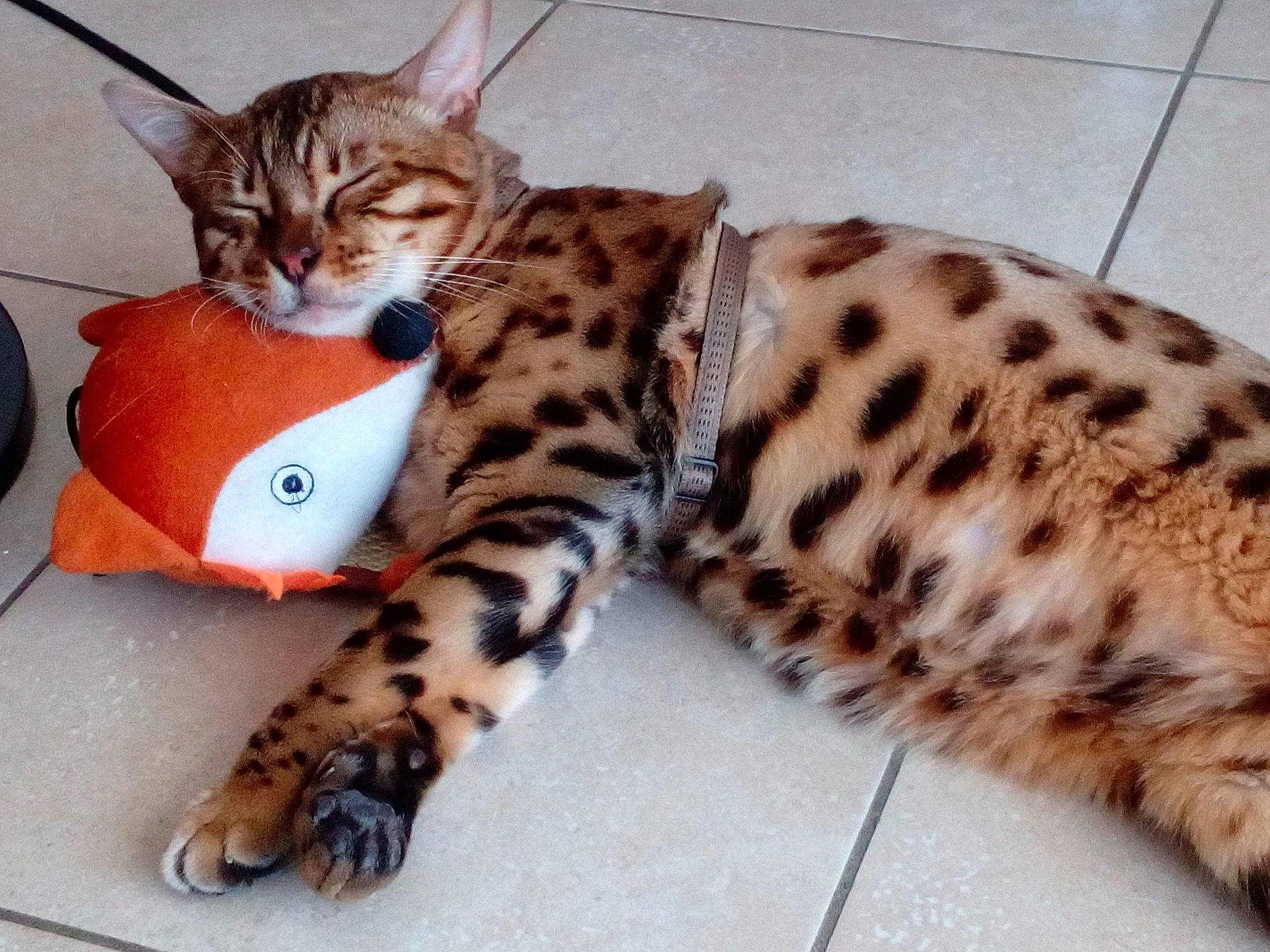 Onyx participe au concours pour gagner de l'argent avec cette photo : american_shorthair, arabian_mau, asian, bengal, california_spangled, carnivore, cat, dragon_li, egyptian_mau, european_shorthair, felidae, kitten, mammal, ocicat, savannah, small_to_medium_sized_cats, tabby_cat, toyger, vertebrate, whiskers