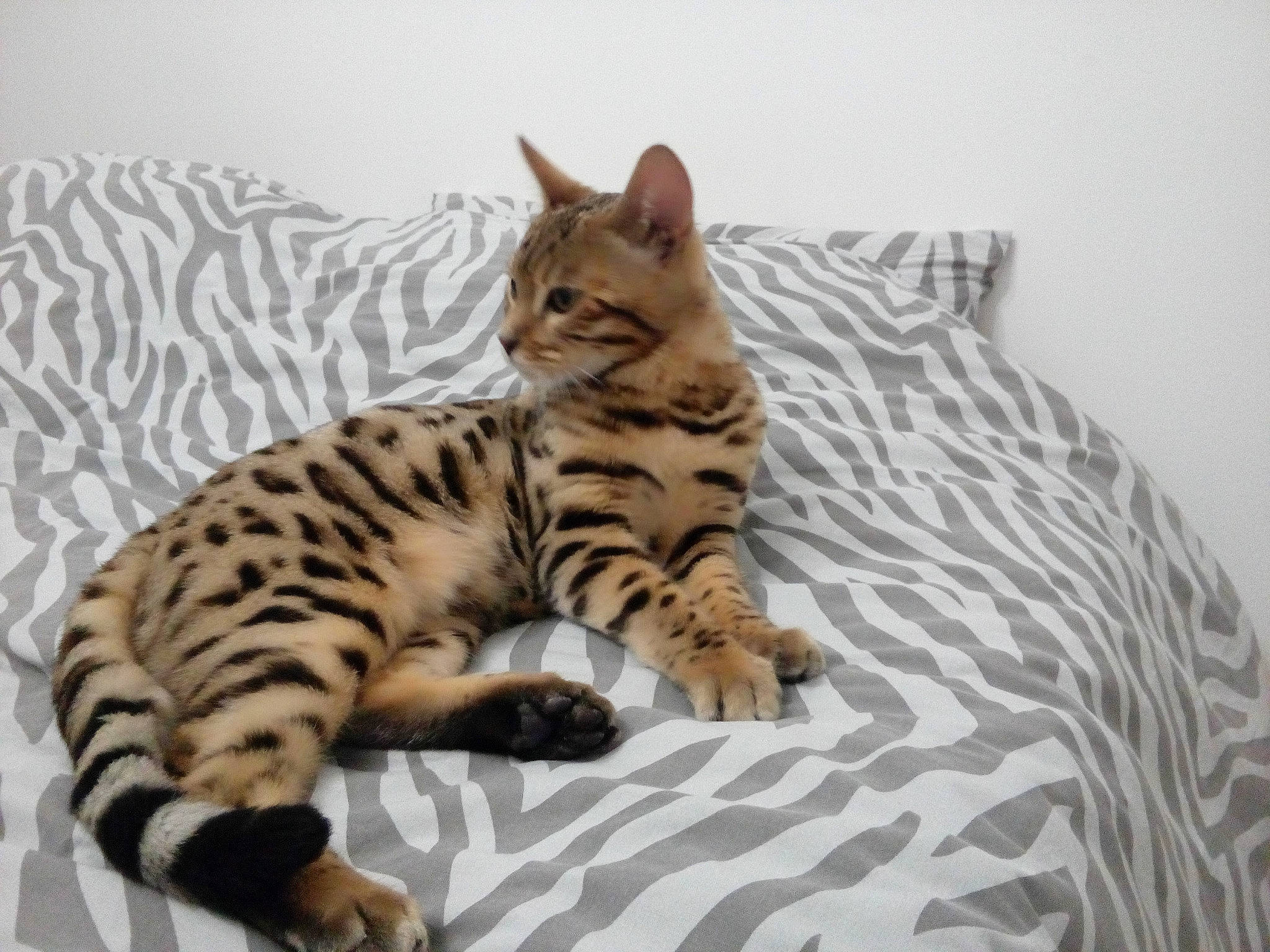 Onyx participe au concours pour gagner de l'argent avec cette photo : american_shorthair, asian, bengal, california_spangled, carnivore, cat, domestic_short_haired_cat, dragon_li, egyptian_mau, european_shorthair, felidae, kitten, mammal, savannah, small_to_medium_sized_cats, tabby_cat, toyger, vertebrate, whiskers, wildlife