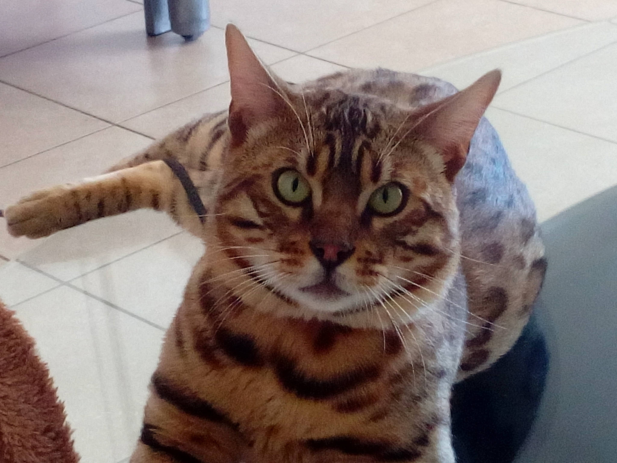 Onyx participe au concours pour gagner de l'argent avec cette photo : american_shorthair, asian, australian_mist, bengal, california_spangled, carnivore, cat, domestic_short_haired_cat, dragon_li, egyptian_mau, european_shorthair, felidae, mammal, ocicat, small_to_medium_sized_cats, sokoke, tabby_cat, toyger, vertebrate, whiskers