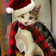 Scotty joined the competition — help win amazing prizes! kitten, cat, santa_hat, scarf, red, white, black, plaid, holiday, festive, cute, pet, animal, indoor, wooden_floor, curious, small, fur, whiskers, ears