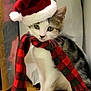 kitten, cat, santa_hat, scarf, red, white, black, plaid, holiday, festive, cute, pet, animal, indoor, wooden_floor, curious, small, fur, whiskers, ears