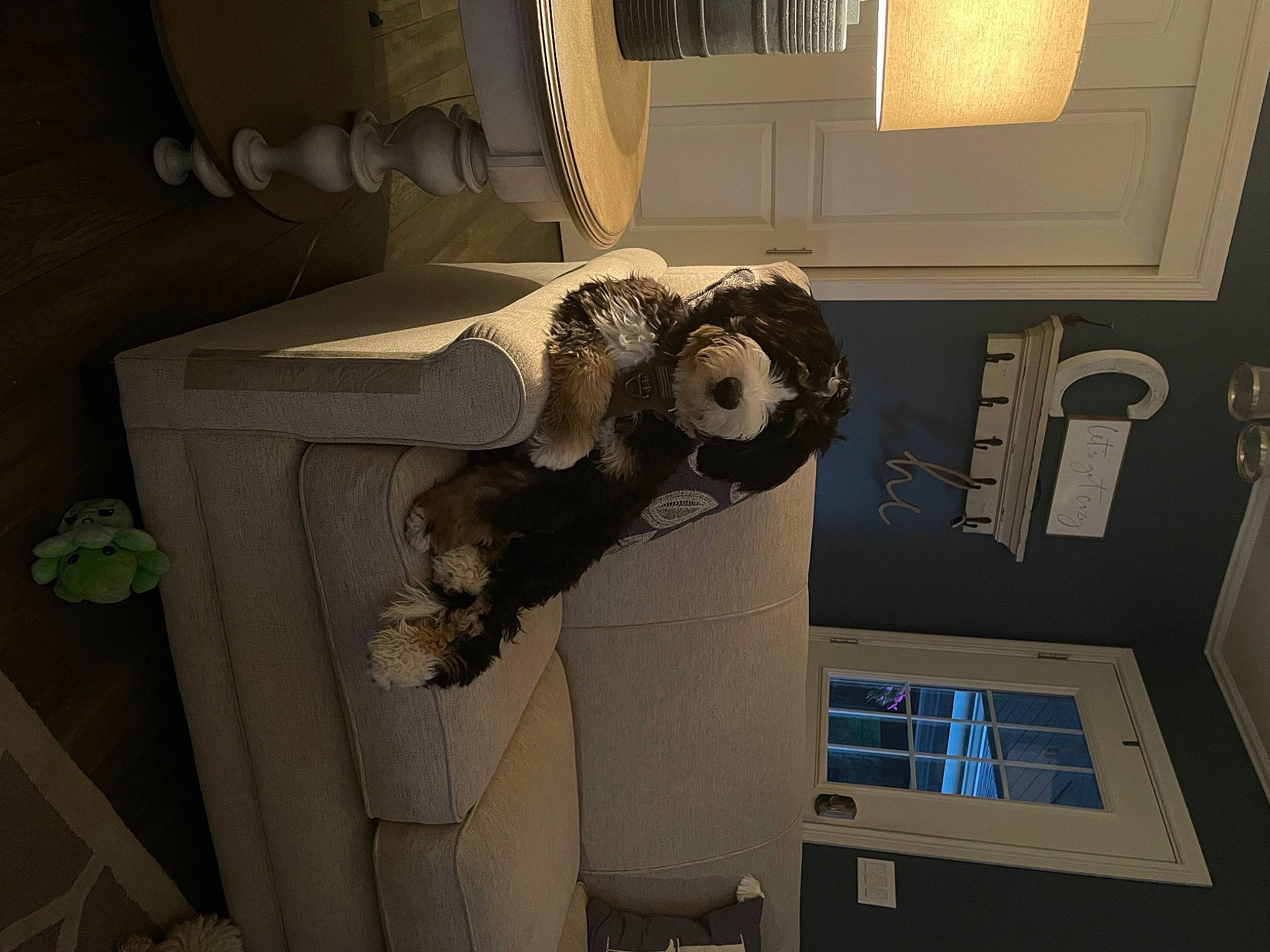 Milo is registered to the contest to win money with this photo: art, canidae, carnivore, ceiling, companion_dog, dog_breed, fawn, felidae, flooring, fur, hardwood, house, room, sculpture, sporting_group, tail, visual_arts, wood