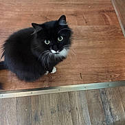 Kevin is registered to the contest to win money with this photo: cat, black_and_white, fluffy, wooden_floor, flooring, pet, animal, indoor, curious, looking_up, whiskers, ears, shoe, home, metal_strip, close_up, cute, feline, domestic_cat, sitting