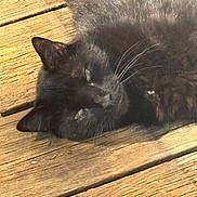 Binx joined the competition — help win amazing prizes! black_cat, cat, animal, pet, feline, wooden_deck, sunlight, outdoor, relaxed, sleepy, whiskers, fur, closeup, daylight, nature, resting, domestic_cat, quiet, peaceful, texture