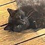 black_cat, cat, animal, pet, feline, wooden_deck, sunlight, outdoor, relaxed, sleepy, whiskers, fur, closeup, daylight, nature, resting, domestic_cat, quiet, peaceful, texture