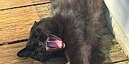 Binx is registered to the contest to win money with this photo: black_cat, cat, stretching, yawning, tongue, teeth, wooden_deck, sunlight, outdoor, pet, animal, fur, claws, relaxed, daylight, shadow, whiskers, paw, nature, mammal