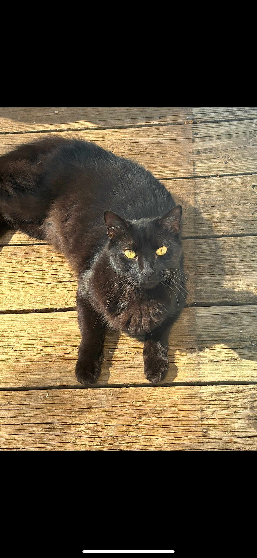 Binx joined the competition — help win amazing prizes! cat, black_cat, yellow_eyes, pet, animal, feline, outdoor, wooden_deck, sunlight, relaxed, fur, whiskers, portrait, looking_up, domestic_cat, close_up, daylight, nature, cute, resting