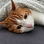 cat, orange_cat, white_cat, pet, animal, lying_down, blanket, pattern, cozy, resting, close_up, whiskers, pink_nose, indoor, fur, sleepy, cute, relaxed, domestic_cat, bed