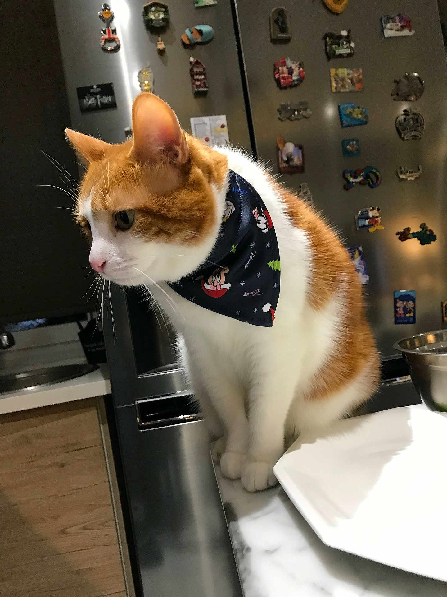 Fly a rejoint le concours — aidez-le/la à gagner de superbes lots ! cat, orange_and_white_cat, bandana, disney, kitchen, refrigerator, magnets, counter, plate, metal_bowl, indoor, pet, domestic_animal, feline, table, wood_floor, home, curious, sitting, closeup