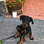 Fly a rejoint le concours — aidez-le/la à gagner de superbes lots ! puppy, dog, doberman, pet, animal, leash, flowerpot, flowers, orange_flowers, purple_flowers, pavement, brick_floor, outdoor, cute, young, sitting, collar, black_and_tan, curious, garden