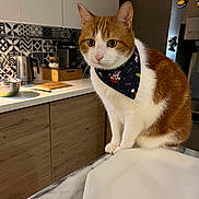 Fly participe au concours pour gagner de l'argent avec cette photo : cat, orange_and_white_cat, bandana, kitchen, countertop, plate, pet, indoor, domestic_animal, curious, feline, marble_surface, wooden_cabinets, appliances, decor, tile_backsplash, tableware, whiskers, ears, eyes