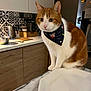 cat, orange_and_white_cat, bandana, kitchen, countertop, plate, pet, indoor, domestic_animal, curious, feline, marble_surface, wooden_cabinets, appliances, decor, tile_backsplash, tableware, whiskers, ears, eyes
