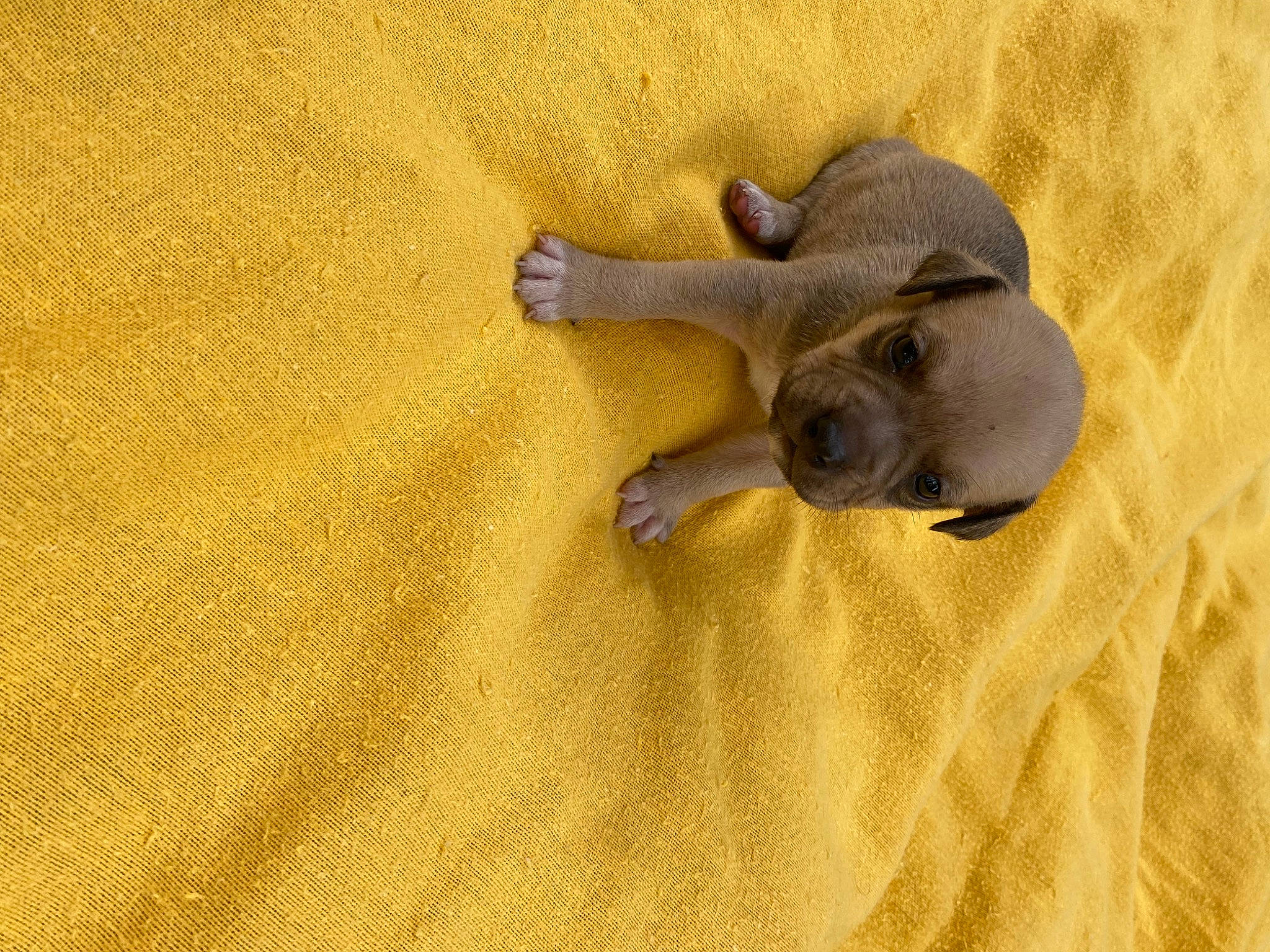 Beast joined the competition — help win amazing prizes! carnivore, comfort, dog_breed, eye, fawn, felidae, fur, landscape, linens, metal, paw, rock, sand, shadow, snout, soil, tail, terrestrial_animal, wildlife, wood