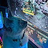 cat, computer_screen, gaming, fantasy_game, glowing, blue_lighting, purple_lighting, collar, bell, fluffy, indoor, pet, closeup, screen_reflection, technology, game_interface, sitting, focused, dark_background, monitor