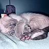 Shelley joined the competition — help win amazing prizes! kitten, sleeping, cat, paw, fur, cozy, blanket, indoor, cute, pet, animal, resting, closeup, whiskers, soft, quiet, domestic_cat, adorable, cute_animal, peaceful