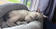Shelley is registered to the contest to win money with this photo: kitten, sleeping, cat, pet_bed, cozy, window, curtains, indoor, furniture, soft_texture, relaxing, animal, fur, paw, quiet, natural_light, rest, domestic, household, calm