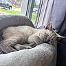 kitten, sleeping, cat, pet_bed, cozy, window, curtains, indoor, furniture, soft_texture, relaxing, animal, fur, paw, quiet, natural_light, rest, domestic, household, calm