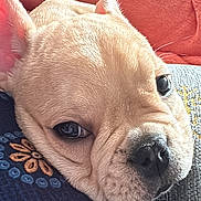 Ange a rejoint le concours — aidez-le/la à gagner de superbes lots ! animal, blanket, blue, close_up, cozy, cute, dog, ears, fabric, face, french_bulldog, fur, indoor, nose, pattern, pet, pink, puppy, resting, sleepy