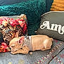 Ange a rejoint le concours — aidez-le/la à gagner de superbes lots ! amour_text, animal, blanket, couch, cozy, cute, decorative_pillow, floral_pattern, french_bulldog, fur, home_decor, indoors, leopard_print, pet, pillow, puppy, relaxation, resting, sleeping, small_dog