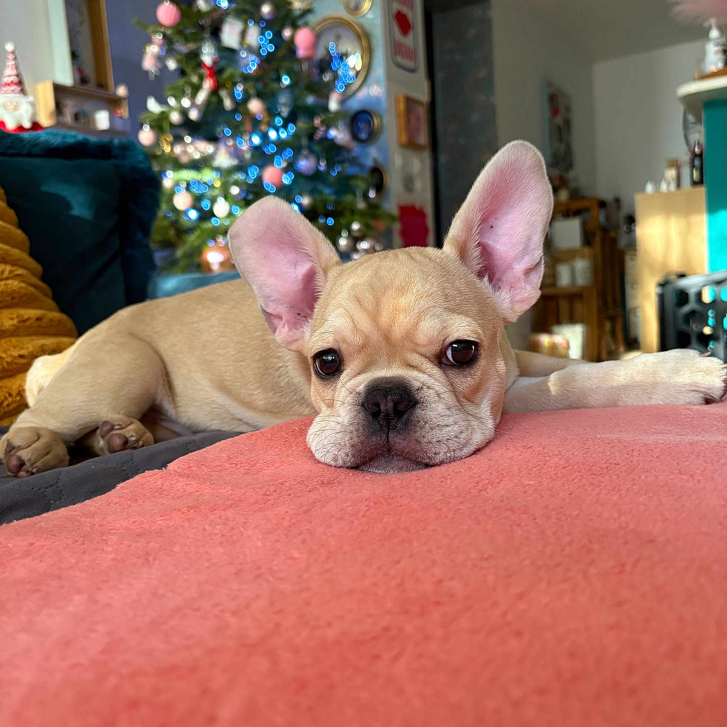 Ange participe au concours pour gagner de l'argent avec cette photo : animal, blanket, christmas_tree, couch, cozy, cute, decor, dog, festive, french_bulldog, holiday, home, indoors, lights, living_room, ornaments, pet, puppy, relaxed, soft
