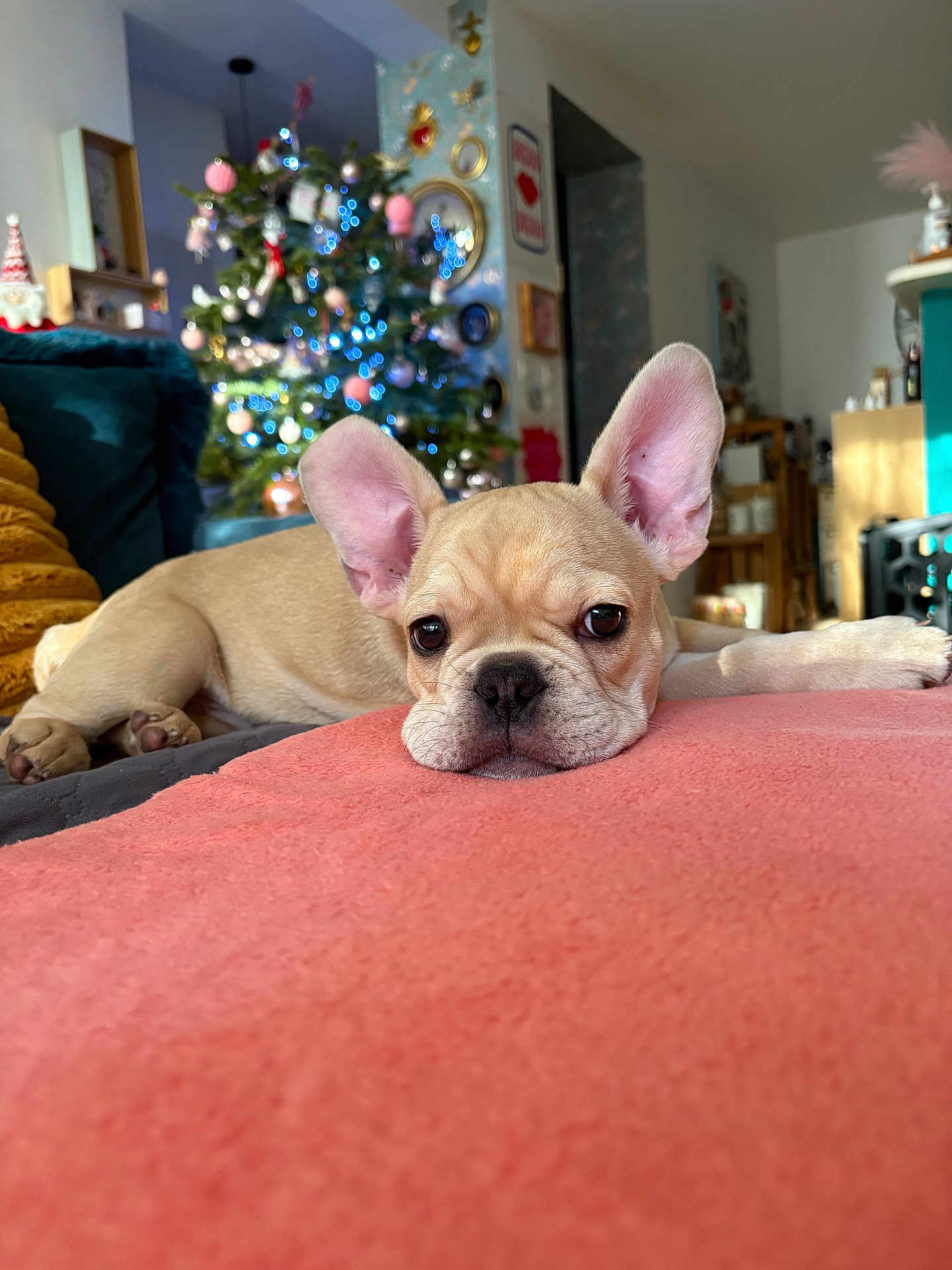 Ange participe au concours pour gagner de l'argent avec cette photo : dog, french_bulldog, puppy, blanket, couch, christmas_tree, ornaments, lights, living_room, home, decor, soft, cute, pet, relaxed, holiday, festive, cozy, animal, indoors