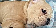 Ange participe au concours pour gagner de l'argent avec cette photo : animal, blanket, close_up, cozy, cute, dog, ear, face, french_bulldog, fur, indoor, mammal, nose, paw, pet, puppy, resting, sleeping, soft_texture, wrinkles