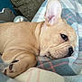 animal, blanket, close_up, cozy, cute, dog, ear, face, french_bulldog, fur, indoor, mammal, nose, paw, pet, puppy, resting, sleeping, soft_texture, wrinkles