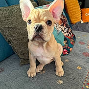 Ange participe au concours pour gagner de l'argent avec cette photo : french_bulldog, puppy, dog, indoor, couch, pillows, decor, holiday, christmas_tree, blue_couch, ears, cute, pet, home, animal, young_dog, sitting, looking, close_up, cozy