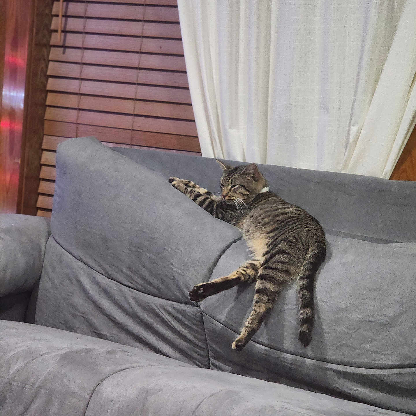 Sunday is registered to the contest to win money with this photo: animal, architecture, building, cat, chair, couch, curtain, cushion, furniture, homedecor, indoors, interiordesign, kitten, livingroom, manx, person, pet, plant, room, sleeping