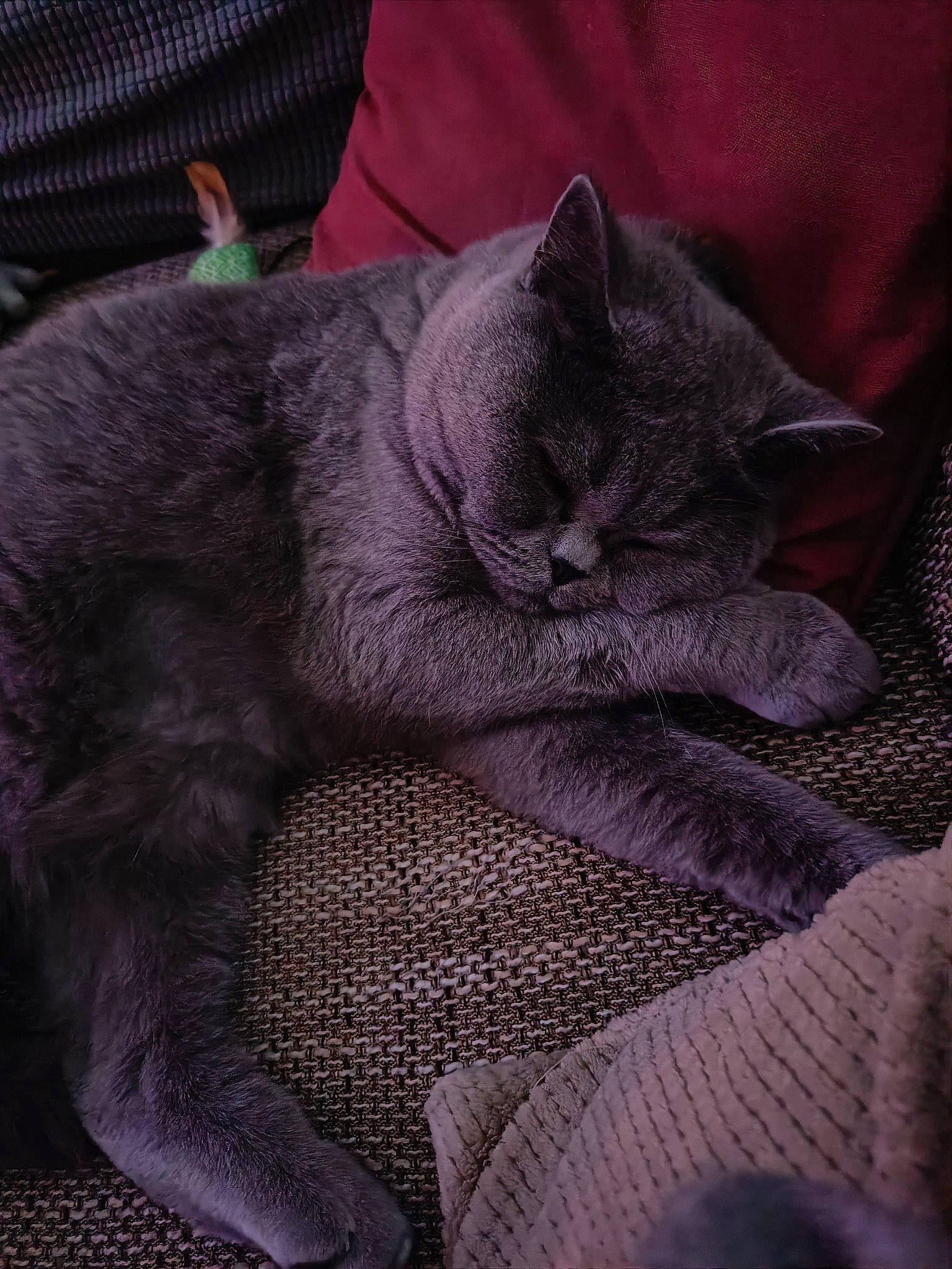 Siara a rejoint le concours — aidez-le/la à gagner de superbes lots ! carmine, carnivore, cat, claw, comfort, domestic_short_haired_cat, electric_blue, felidae, fur, grey, magenta, nap, russian_blue, sitting, sleep, small_to_medium_sized_cats, snout, terrestrial_animal, whiskers